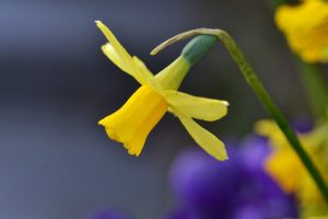 Bild på en gul påsklilja